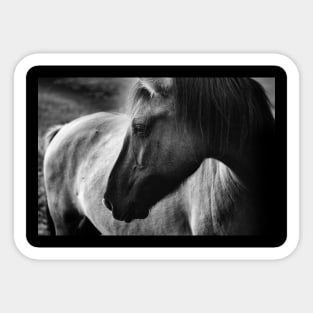 horse, black and white Sticker